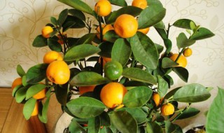 橘子树嫁接几天成活率高 橘子树嫁接几天成活