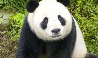 大熊猫的眼睛大还是小 熊猫是大眼睛吗?