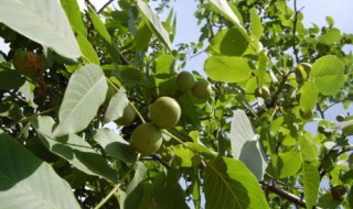 核桃树的移栽方法 核桃树移植方法