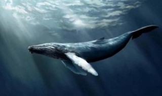 鲸落是哪种鲸鱼 鲸落是哪种鲸鱼