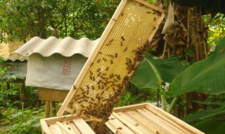 蜜蜂失王了有什么表现和症状 蜜蜂失王了有什么表现