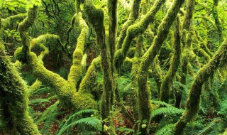 树木天敌能维持热带雨林的什么环境 树木天敌能维持热带雨林的什么