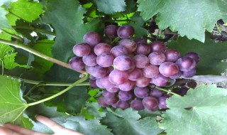 葡萄种植气候要求是怎样的 葡萄种植的地理气候