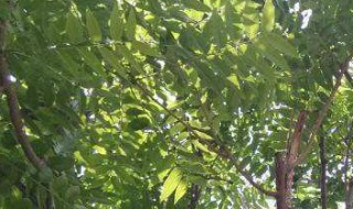 香椿树可以长多高 香椿树能长多粗多高