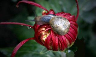 蜗牛看花的故事里的其它故事 蜗牛看花的故事