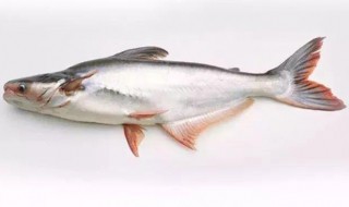 巴沙鱼是进口的还是国产的好 巴沙鱼是进口的还是国产的