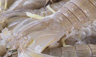 皮皮虾是淡水还是海水 皮皮虾淡水可以养活吗