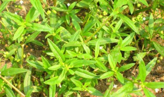 加味白花蛇舌草是什么 有白花蛇舌草的方剂
