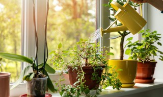 家里植物越长越茂盛预兆风水好吗 家里植物茂盛是不是家里风水特别好