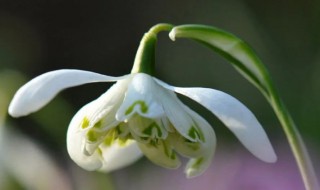 雪滴花怎么养（雪滴花养多久开花）