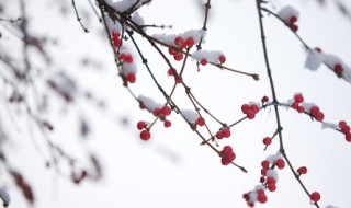 小雪发朋友圈的文字 小雪发朋友圈的语言