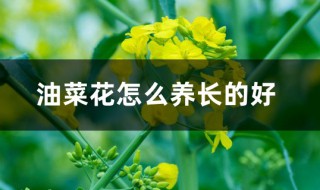 油菜花怎么养（油菜花怎么养麦苗怎么样那是春天的什么吧）