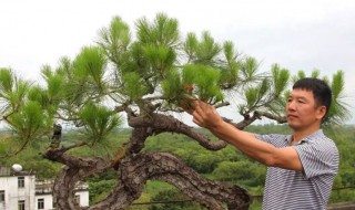 山松怎么养 山松好养吗