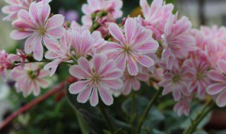 露微花怎么养（微露花养护）