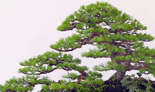 盆景松树怎么养 盆景松树怎么养护