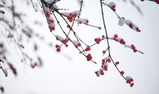 小雪节气的简单介绍 小雪大雪节气介绍