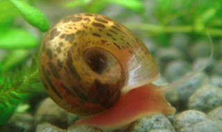 苹果螺可以和黑壳虾一起养吗 苹果螺可以和黑壳虾一起养吗,黑壳下会爆缸吗?