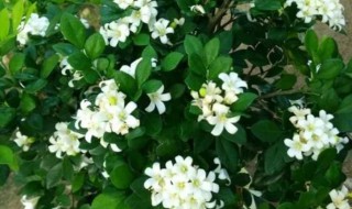 盆栽十里香花怎么养 盆栽十里香花怎么养好