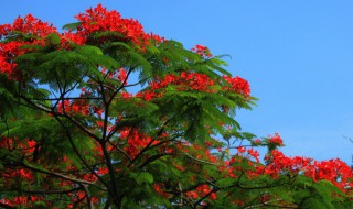 凤凰花是什么季节开的（凤凰花是在什么季节开）