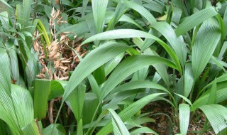 仙茅的养殖方法是什么呢 仙茅的种植技术仙茅需要遮阴难吗