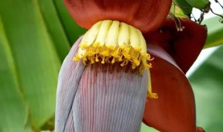 芭蕉花的功效与作用及食用方法 芭蕉花食用有什么功效