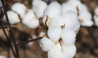 棉花什么时候种植 棉花什么时候种植?