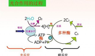 选择性光合作用的意义 选择性光合作用的意义是