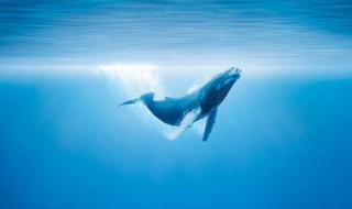 鲸鱼的寓意和象征 鲸落是什么意思