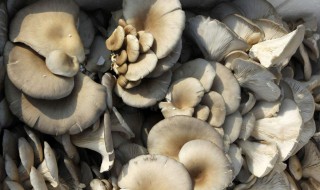 蘑菇上长了一层白毛还能吃吗 蘑菇上长了一层白毛还能吃吗视频