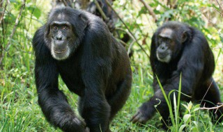 猩猩大猩猩黑猩猩有什么区别? 大猩猩 黑猩猩 区别