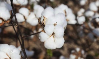 棉花生长周期 棉花的生长过程图解