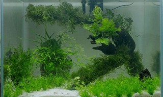 鱼缸养花草养什么植物比较好 鱼缸养什么花好呢