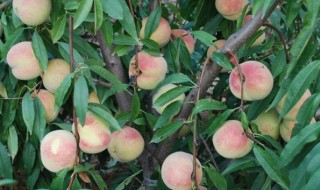 桃树盆栽放家里对风水有什么影响 桃树盆栽可以放家里吗