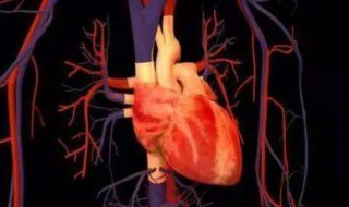 冠状动脉供应血液给哪里 冠状动脉是给哪个脏器供血的?