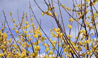 蜡梅花在什么时候开 蜡梅花在什么时候开