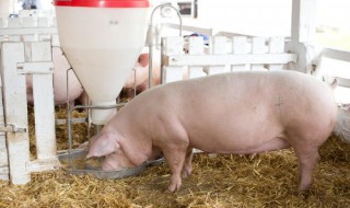 猪多久可以长成200斤 猪长多少天可以吃