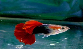 红箭鱼生小鱼视频 红箭鱼多久繁殖一次