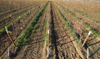 砂质土壤对葡萄种植的影响 砂质土壤对葡萄种植的影响有哪些
