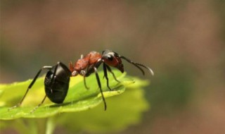 自己抓的蚂蚁怎么养活 自己抓的蚂蚁怎么养