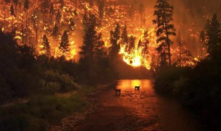 森林草原火灾的严重危害 森林草原火灾的特点