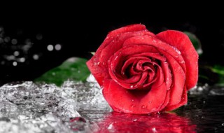 玫瑰纯露的功效与作用和副作用 玫瑰纯露的功效与作用