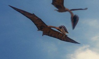 翼龙属于鸟类吗图片 翼龙属于鸟类吗?