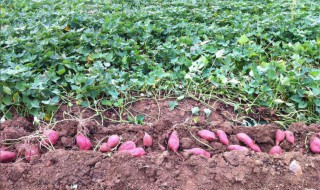 南方几月份开始种红薯了 南方几月份开始种红薯