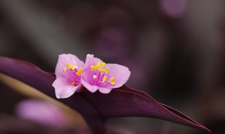 紫竹梅什么时候开花什么时候凋零 紫竹梅什么季节开花