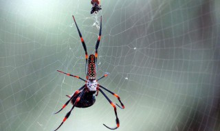 蜘蛛为什么从屁股吐丝 为什么蜘蛛从屁股上吐丝
