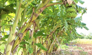 香蕉树苗是怎么培育的 香蕉树