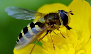 为什么蜜蜂喜欢花朵呀 蜜蜂为什么喜欢花蜜