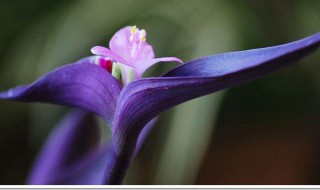 白色紫罗兰花语寓意是什么 紫罗兰花语寓意是什么