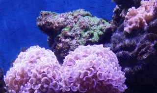 珊瑚的寓意及象征 红珊瑚在风水上的意义
