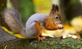 松鼠从秋天就储存食物说明什么问题 松鼠从秋天就储存食物说明什么